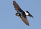 Familia Hirundinidae, Avión común/Delichon urbicum