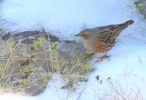 Family Accentors, Alpine Accentor/Prunella collaris - Photographer: Dimitar Dimitrov