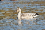 Familia Anatidae, Ganso blanco/Chen caerulescens