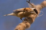 Familia Remizidae, Pájaro moscón/Remiz pendulinus